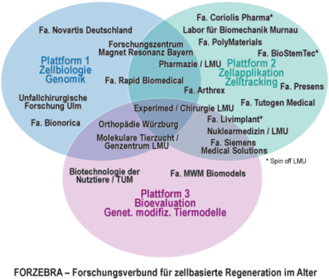 FORZEBRA - Forschungsverbund für zellbasierte Regeneration im Alter FORZEBRA - Forschungsverbund für zellbasierte Regeneration im Alter