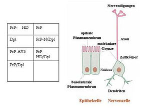 Untersuchung des Prionproteins in lebenden Nervenzellen