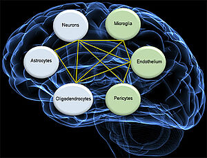 analysis of the cell-cell interaction of human neural cells