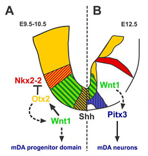 Kanonische Wnt-Signaltransduktion in dopaminerger Differenzierung in vivo und in vitro