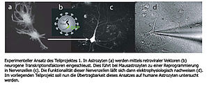 Differenzierungsverfahren für humane Astrozyten in funktionelle Neurone