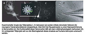 Differenzierungsverfahren für humane Astrozyten in funktionelle Neurone Differenzierungsverfahren für humane Astrozyten in funktionelle Neurone