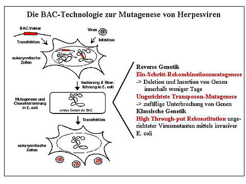 Die BAC-Technologie zur Mutagenese von Herpesviren Die BAC-Technologie zur Mutagenese von Herpesviren