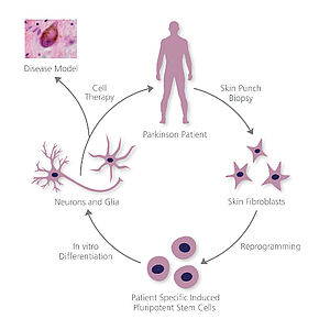 FORIPS - disease models based on induced pluripotent stem cells technology
