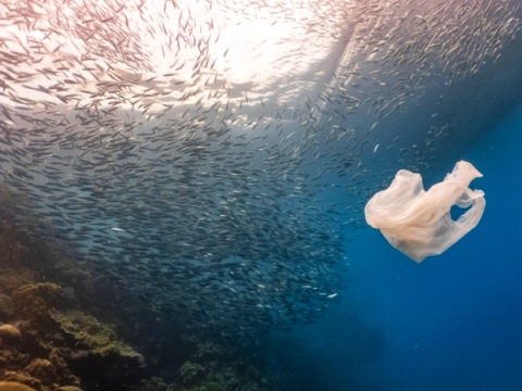 EU Projekt SeaClear