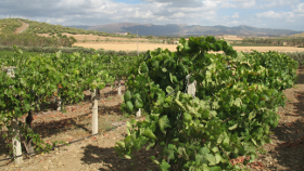 Sardinien: Weinanbau in der landwirtschaftlichen Versuchsanstalt "San Michele"