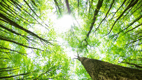 nachhaltige, innovative Waldnutzung