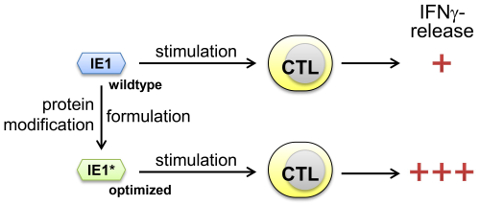 Rekombinante Polypeptide mit optimierten T-Zell-aktivierenden Eigenschaften