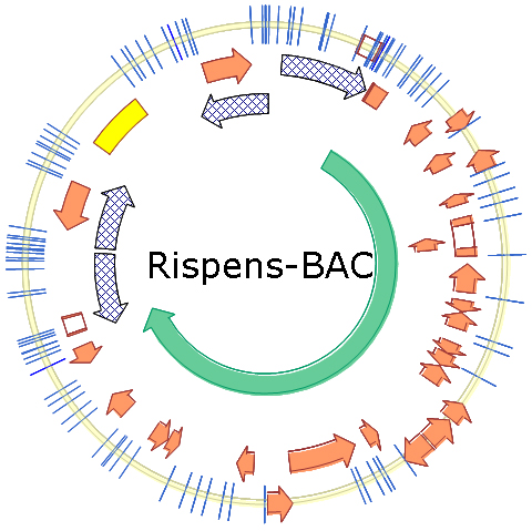Rispens BAC Rispens BAC