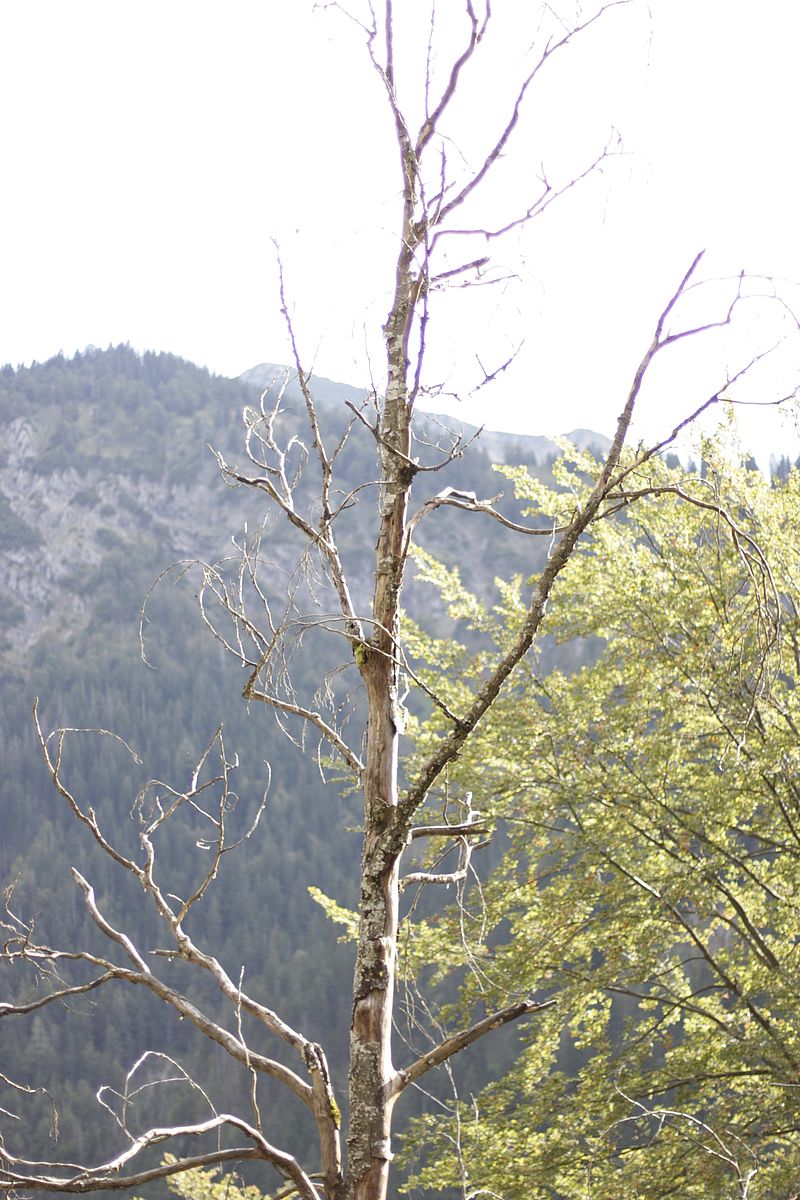 Junger Baum im Wald von Wildbad Kreuth