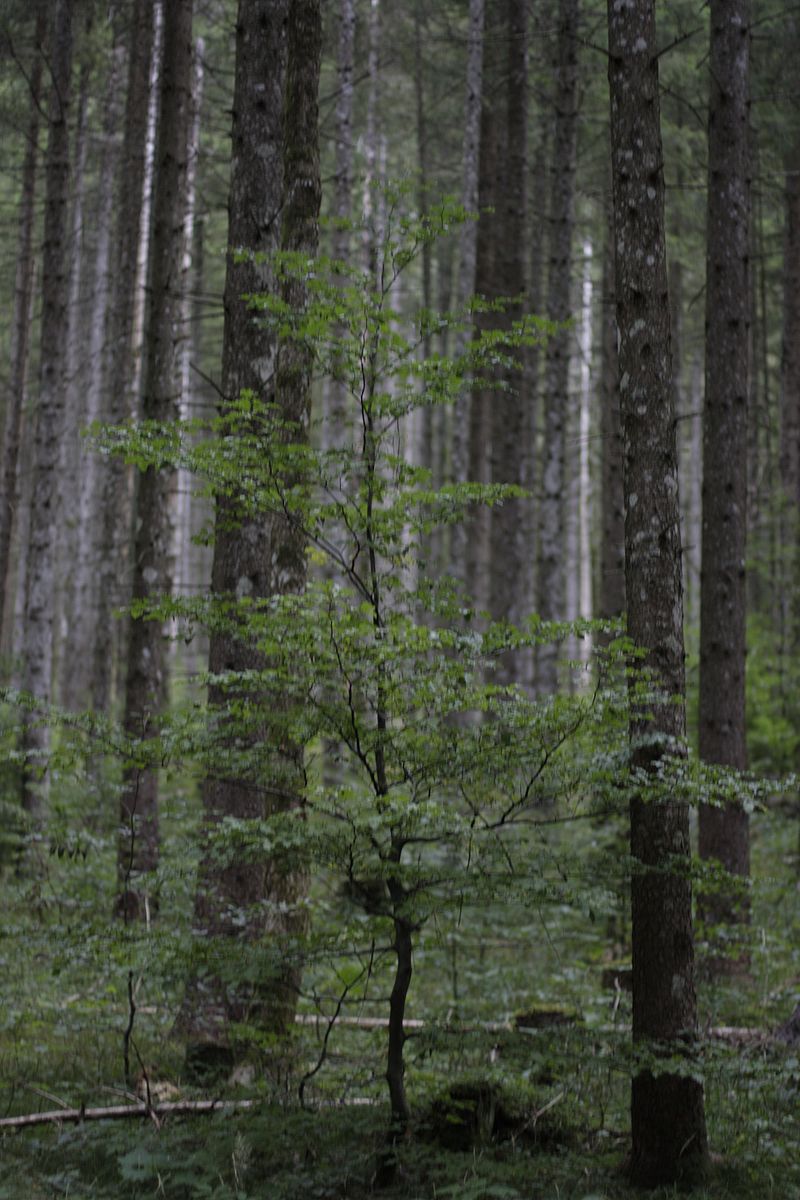 Exkursion durch den Wald von Wildbad Kreuth