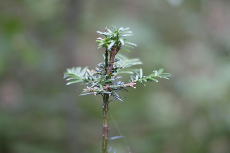 Junger Baum