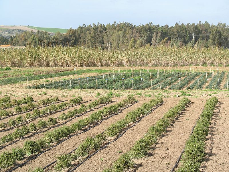 Landwirtschaftliche Versuchsanstalt San Michele