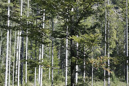 Exkursion in den Wäldern von Wildbad Kreuth