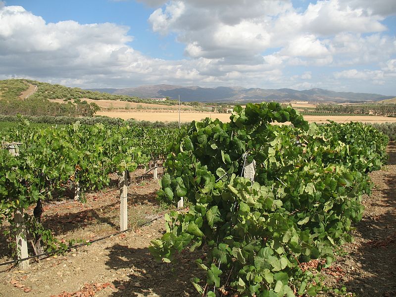 Weinanbau in der landwirtschaftlichen Versuchsanstalt San Michele/Sardinien